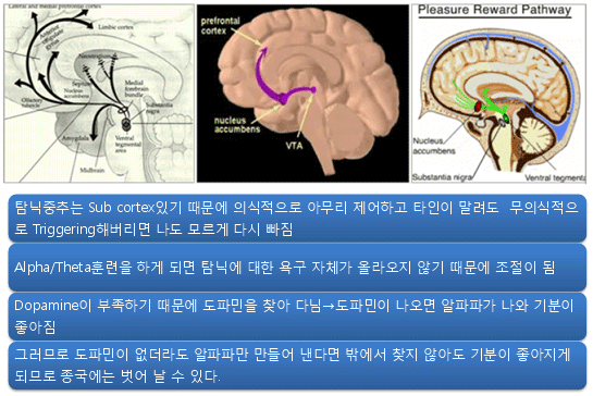 쥐 뇌 해부 다이어그램